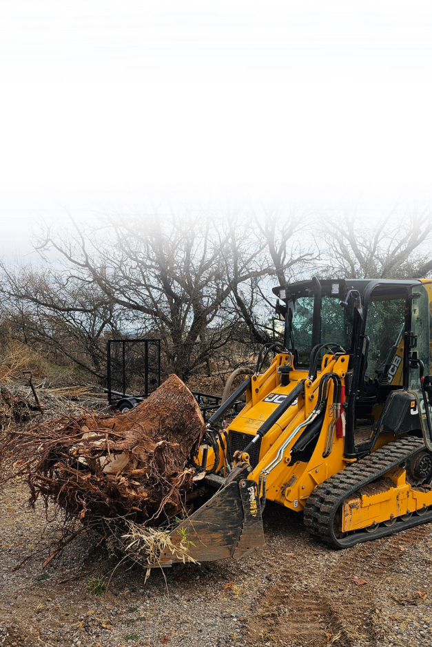 JCB tractor removing a tree stump on an Arizona jobsite